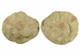 Selenopeltis Trilobite With Red Spines - Includes Pos/Neg #270545-1